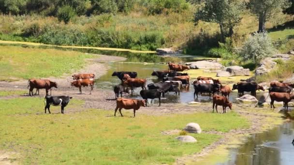 Vaches brunes, noires et blanches sur la rivière — Video