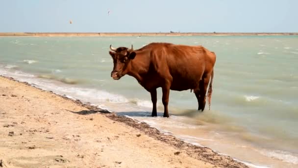 Cow stående i vatten på stranden — Stockvideo