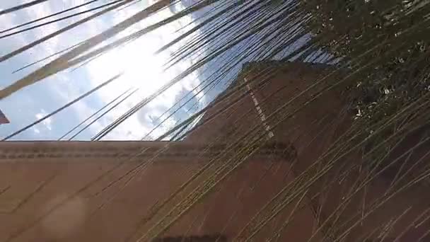 Медленное движение солнечного света сквозь пальмовые листья — стоковое видео
