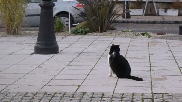 MONTARGIS, FRANCE - JANUARY 2018: Black and white cat — Stock Video