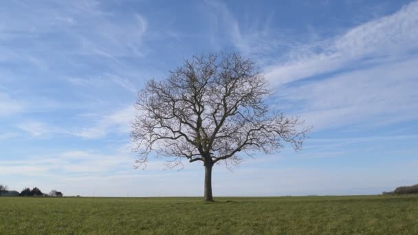 Arbre solitaire sans feuilles dans un champ vert sur fond de ciel bleu — Video