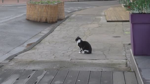 Obdachlose Katze schaut sich um und geht dann weg — Stockvideo