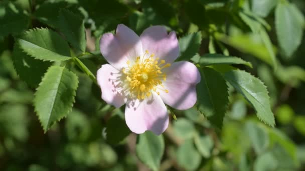 Rosa blomma av en hund ros på grön bakgrund rosa blomma. — Stockvideo