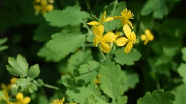 Chelidonium majus. Çiçek bahar bulanık arka plan üzerinde daha fazla kırlangıçotu.