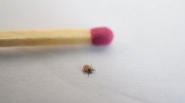 Karşılaştırma için bir maç yakınındaki beyaz arka plan üzerinde sabit kene tarar