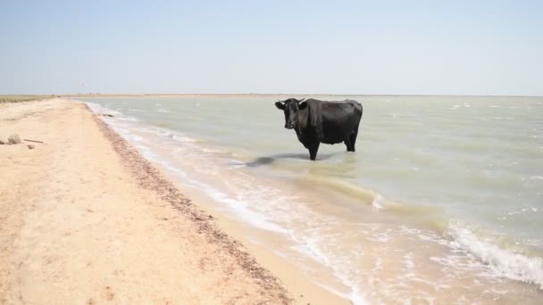 Μαύρη αγελάδα στέκεται στο νερό στην παραλία σε μια καυτή ηλιόλουστη ημέρα — Αρχείο Βίντεο
