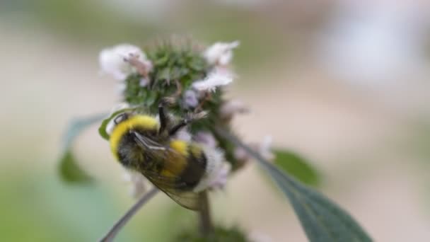 땅벌 꽃 motherwort에 꿀 이나 꽃가루를 수집 — 비디오