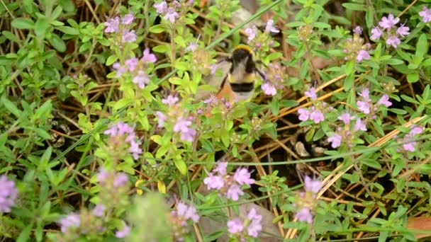 Шмель собирает пыльцу с диких цветов тимьяна — стоковое видео
