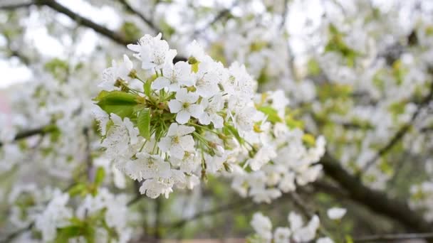 Close-up van bloei wit kersenboom bloemen — Stockvideo