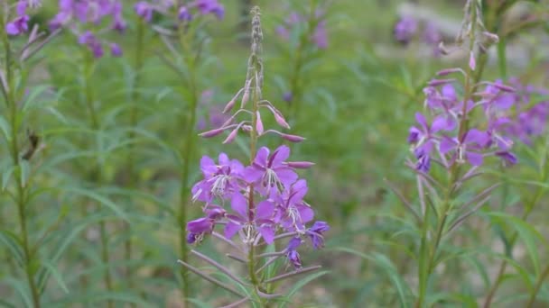 Chamerion angustifolium flores na floresta no verão — Vídeo de Stock
