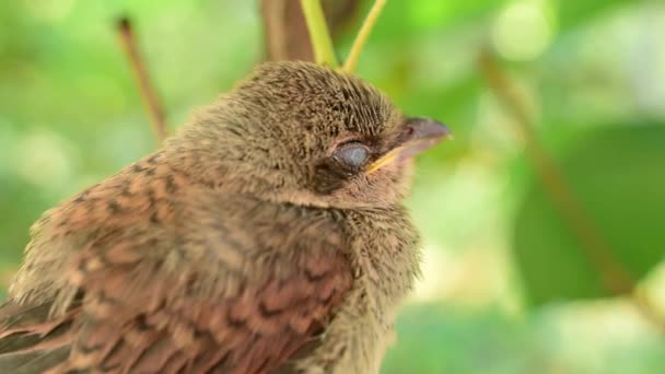 Grasmus fledgling Dommelen in natuurlijke omgeving in de tuin — Stockvideo