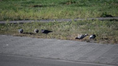 Kaldırım yakınındaki çimenlikte yiyecek arama güvercinler