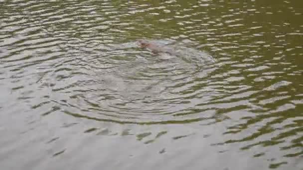 Мускрат быстро плавает по поверхности воды в пруду летом — стоковое видео