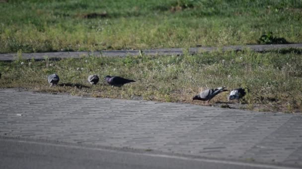 Pigeons cherchant leur nourriture sur la pelouse près de la chaussée — Video