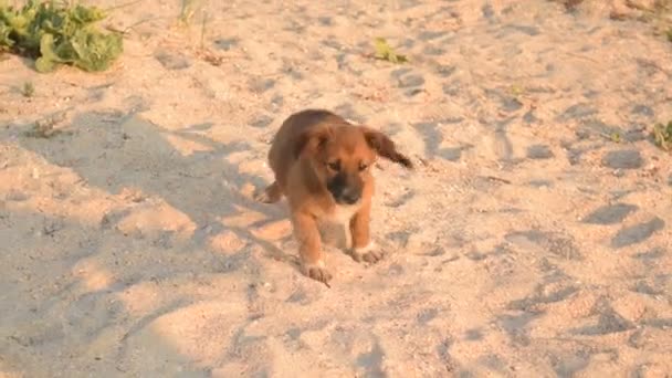 Urocza puppy na piaszczystej plaży drapie się i odchodzi — Wideo stockowe