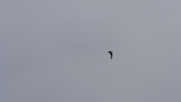 两只燕鸥飞得很漂亮, 在灰色的天空 — 图库视频影像