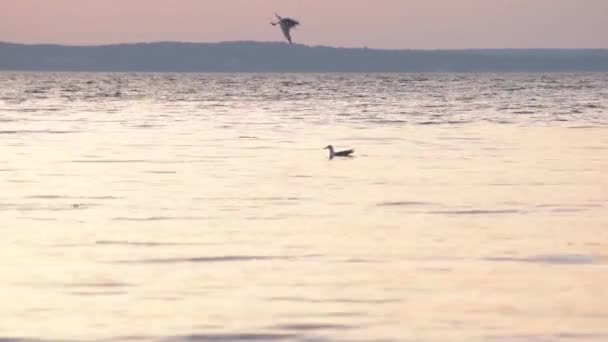 Las gaviotas se sumergen en agua forrajeando y cazando — Vídeo de stock