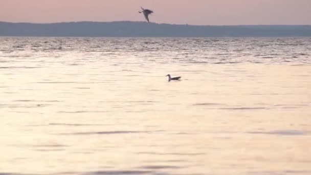 Gabbiani tuffarsi in acqua foraggiamento e caccia — Video Stock