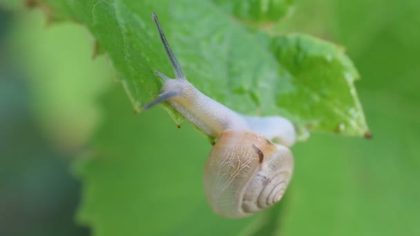 蜗牛在绿叶的边缘爬行 — 图库视频影像