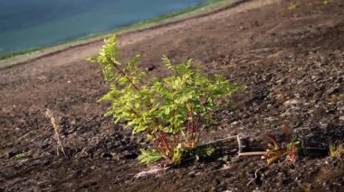 Döşeme ile büyüyen yemyeşil yeşil siyah akasya ağacı