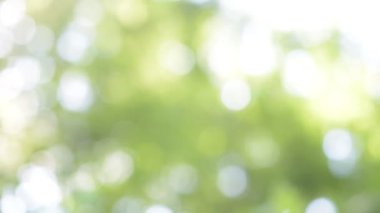Güzel yeşil bokeh daireler ile arka plan