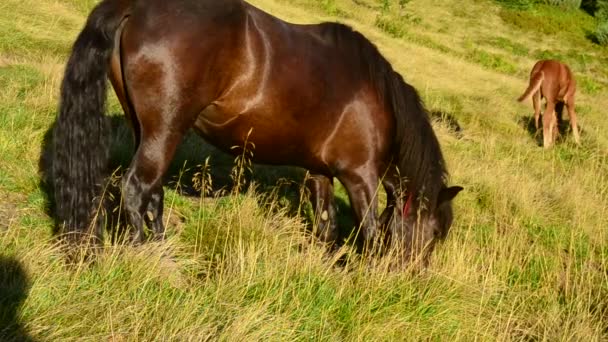 La jument noire et le poulain broutant ensemble sur les pâturages à la fin de l'été — Video