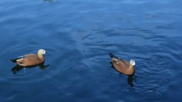 Alimentación de patos ruddy en el estanque — Vídeo de stock