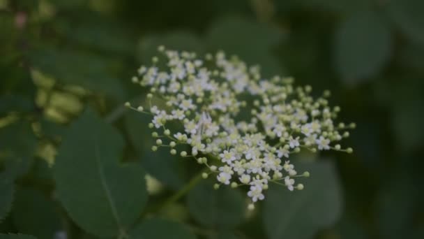 欧洲黑长老或接骨木莓花开花 — 图库视频影像