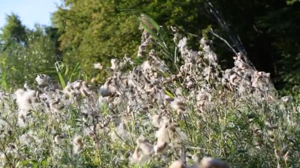 Muchas flores secas de cardo cerval común con pelusa balanceándose en el viento — Vídeos de Stock