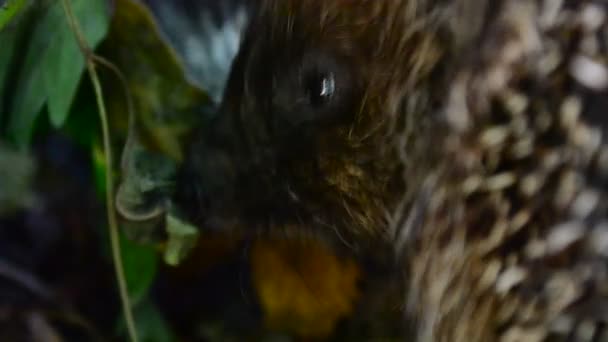 Close-up vista da cabeça de hedgehog fome bonito comer — Vídeo de Stock