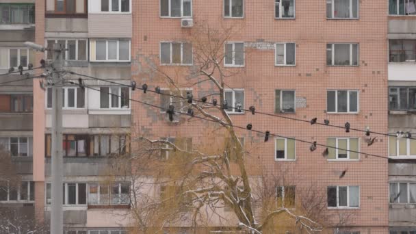 Veel duiven springen naar beneden van elektrische draden — Stockvideo
