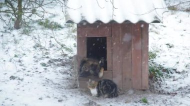 Bir köpek kulübesi ile kışın yakın oturan kedi köpek.