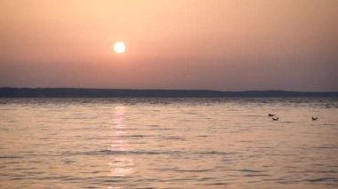 Martılar gündoğumu veya günbatımı yavaş hareket sırasında Nehri üzerinde avcılık