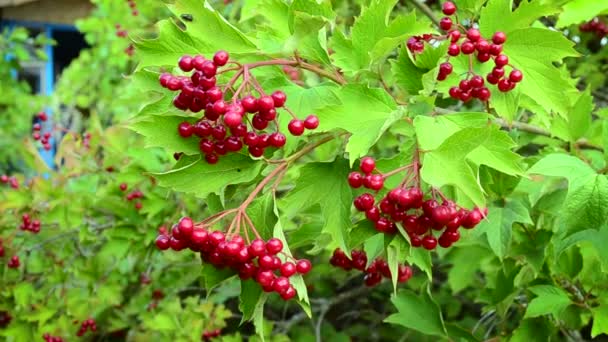 Red arrowwood berries swaying in breeze on a summer day — Stock Video