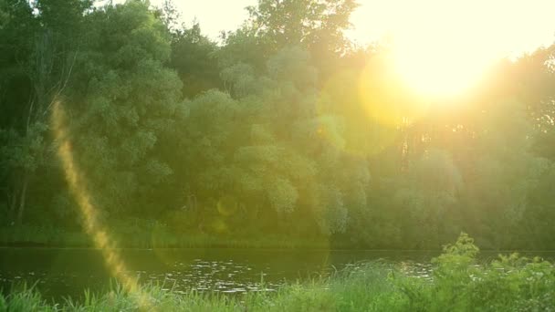 Malé jezero nebo řeka v létě za slunečného dne — Stock video