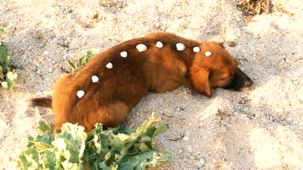 Mignon chien relaxant sur la plage de sable fin — Video