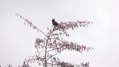 Karga yapraksız bir ağacın üstüne oturur ve o zaman uçar