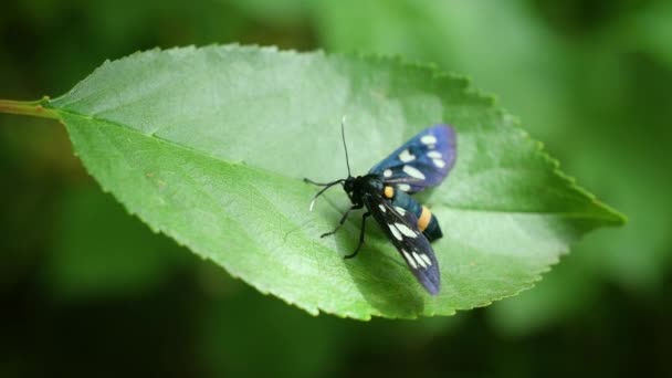 Le papillon de nuit à neuf taches est assis sur la feuille de cerisier vert — Video