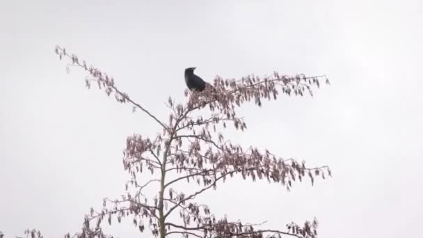 Cuervo se sienta en la parte superior de un árbol sin hojas y luego vuela — Vídeos de Stock