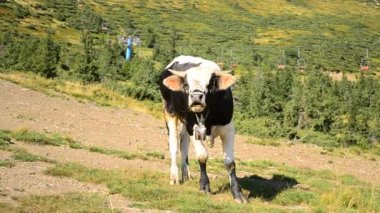 Siyah ve beyaz boğa buzağı körük dağlarda