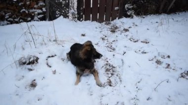 Köpek kış aylarında kar üzerinde yatıyor ve sonra kaçtı