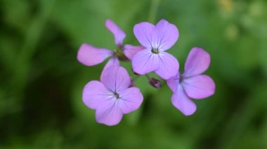 Yeşil arka plan bulanık mor dürüstlük çiçek