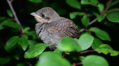 İnsan eli besleme akgerdan yavru kuş