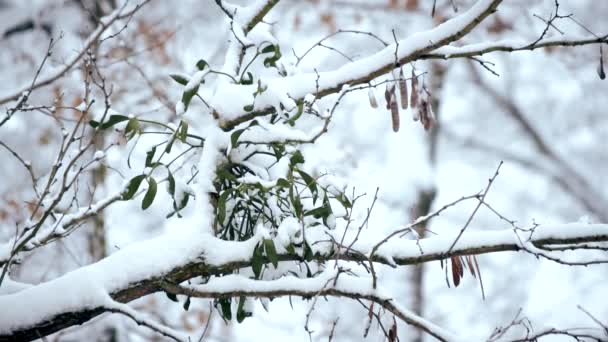 Muérdago en la nieve en la rama del árbol en el bosque — Vídeos de Stock
