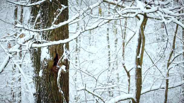 Snö faller på bakgrunden träd i skog — Stockvideo