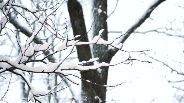 Boom in de sneeuw. Mooie schilderachtige winters tafereel — Stockvideo