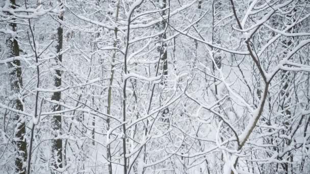 Bosque cubierto de nieve o parque en invierno — Vídeo de stock