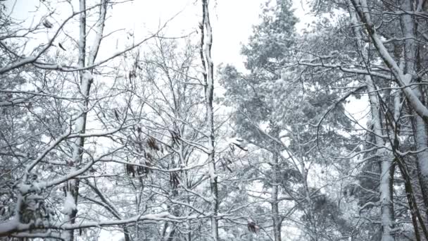 Snowy tops of trees swaying in breeze in forest or park in winter — Stock Video
