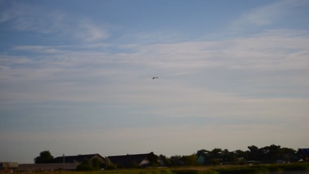 Gran pelícano blanco vuela en el cielo azul claro — Vídeo de stock