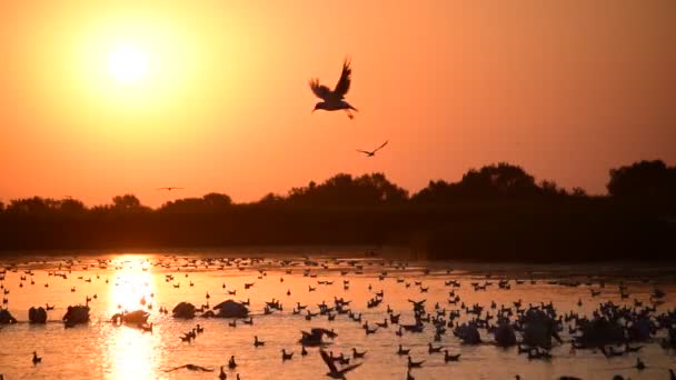 Pelicanos e gaivotas na água ao amanhecer — Vídeo de Stock